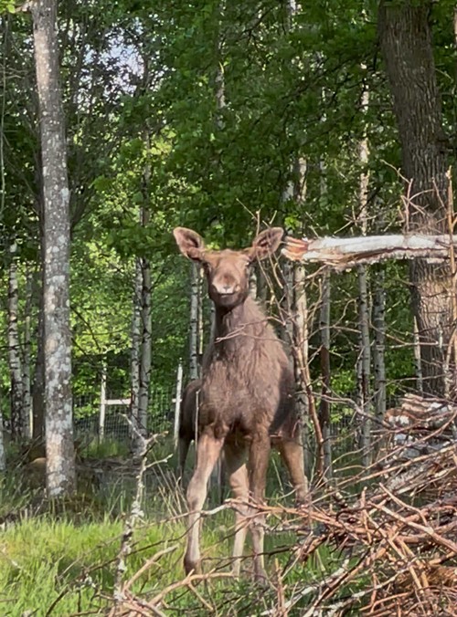 Nisse