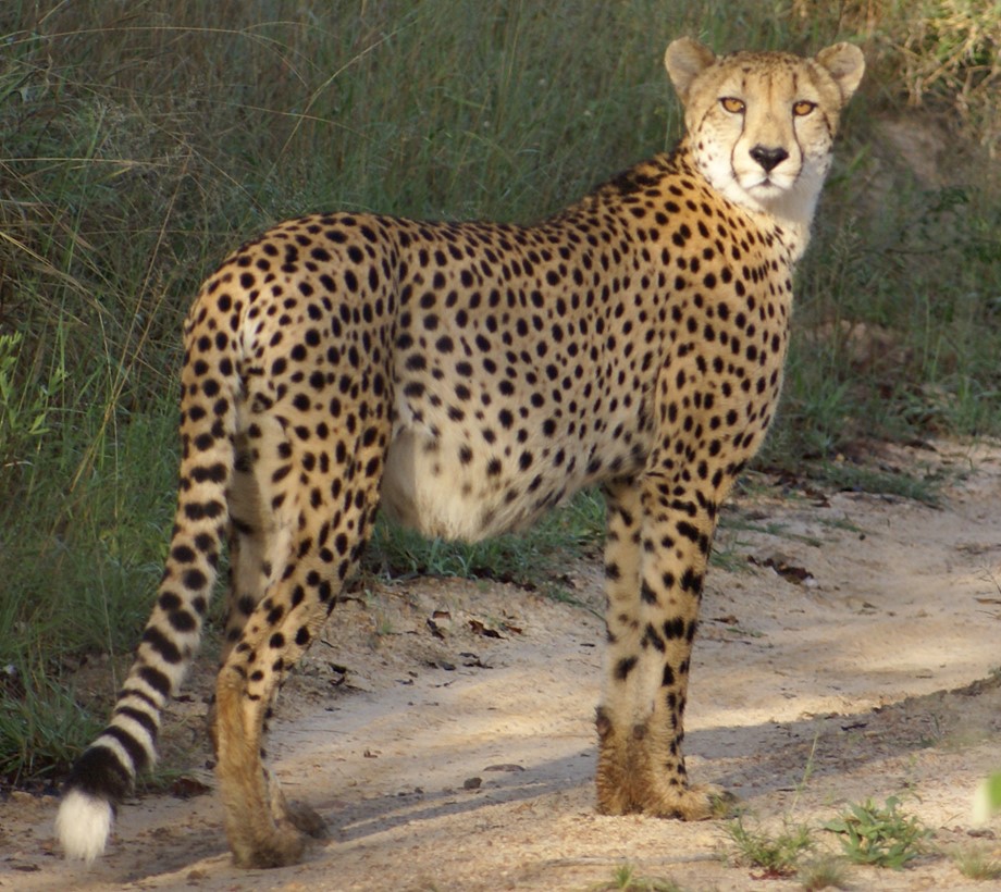 Gepard SA